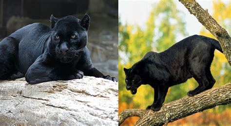 Black Panthers Make their way in Reserve Forest of Maharashtra and Odisha