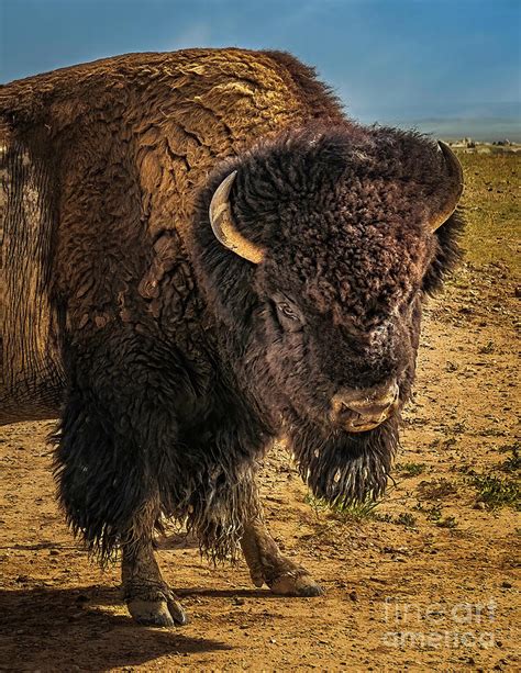 Badlands Bison Photograph by Nick Zelinsky Jr - Fine Art America