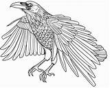 Crow Coloring Pages sketch template