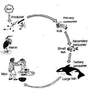 Draw a simple diagram showing a food chain - Home Work Help - Learn CBSE Forum