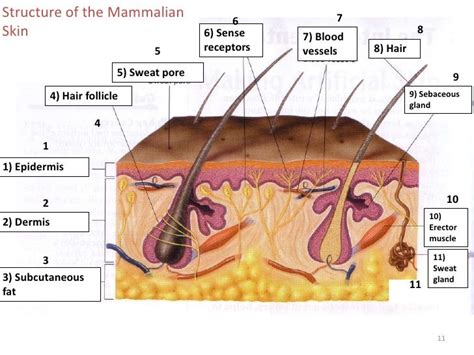 Overview of homeostasis & excretion