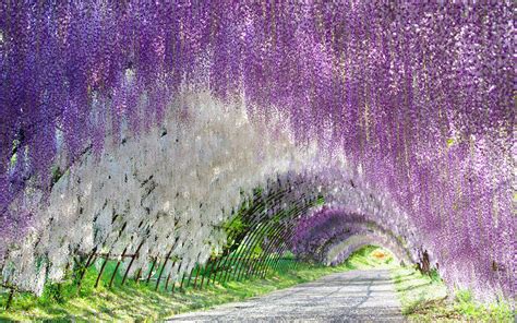 Download Purple Flower White Flower Tunnel Flower Nature Wisteria HD Wallpaper