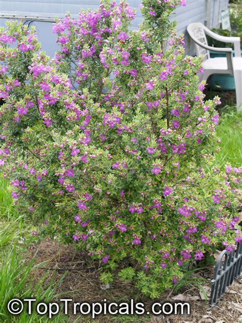 Is Purple Texas Sage Edible Eating A Texas Ranger Plant