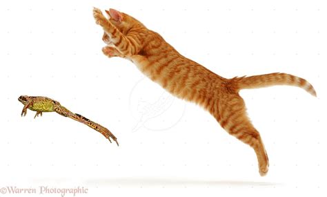 Ginger-cat-pouncing-at-a-frog | Cats, Cats and kittens, Kitten photos