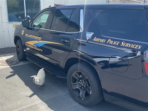 New Mascot? Rooster Hangs Out At Sheriff's Office Substation | Alameda ...