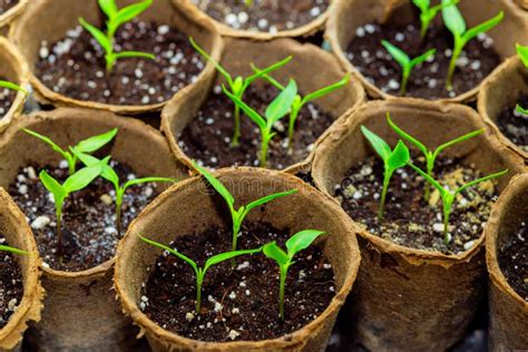 Planting Pepper Seedlings in Containers at a Greenhouse Stock Photo ...