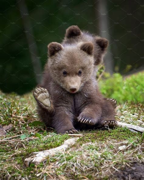 Cute Baby Brown Bears