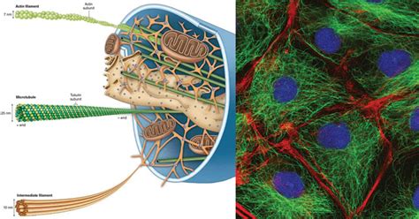 Microfilaments And Microtubules In A Plant Cell