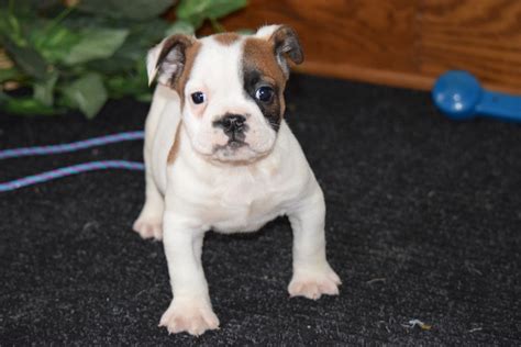 Beabull Puppy For Sale Millersburg, Ohio Male Donald – AC Puppies LLC