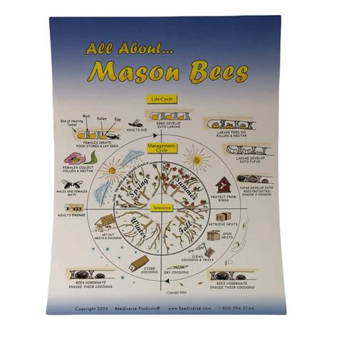 Mason Bee Life Cycle Poster – BC Bee Supply