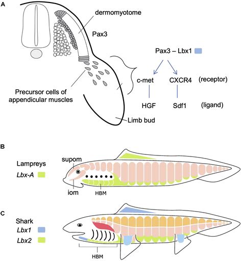 Frontiers | Developmental Evolution of Hypaxial Muscles: Insights From ...