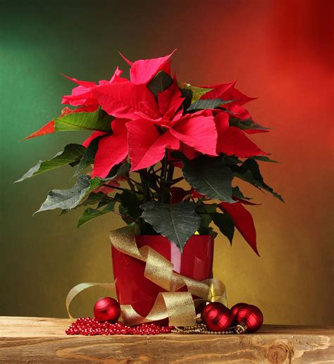 How To Care For Your Poinsettia At Christmas - Mother Distracted