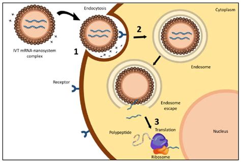 Pharmaceutics | Free Full-Text | Lipid Nanoparticles as Delivery Systems for RNA-Based Vaccines