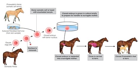 Thread by @stewartbrand: This is huge. The first cloning for conservation. It's a male ...