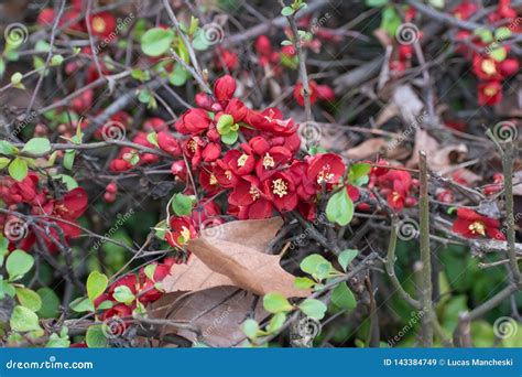 Crimson Red Flowers in the City Stock Image - Image of green, deep: 143384749