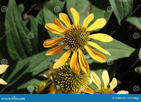 Yellow coneflower stock image. Image of yellow, foliage - 76308759