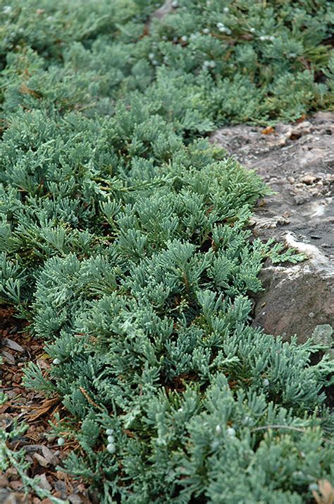 Blue Rug Juniper (Juniperus horizontalis 'Wiltonii') in Denver Arvada Wheat Ridge Golden ...