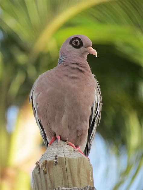 BirdsEyeViews: The Birds of Aruba