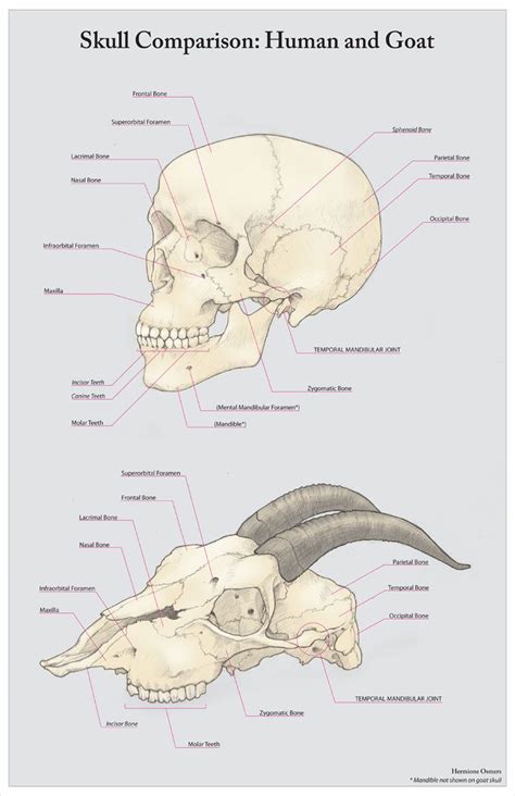 Art and Reference point | Skull anatomy, Animal sketches, Goats