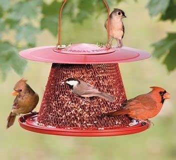 Top 3 Bird Feeders for Cardinals | FeedingNature.com