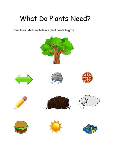 Free what plants need to grow worksheet for kindergarten, Download Free ...