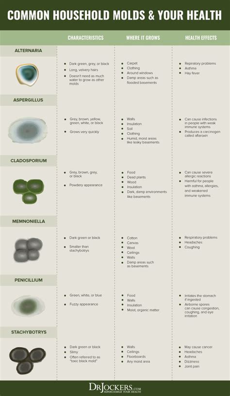 Mold Toxicity: The Effects of Living in A House with Mold | Mold allergy, Mold exposure, Mold ...