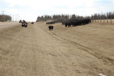 Cattle Drive Free Stock Photo - Public Domain Pictures