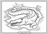 Crocodile Cocodrilo Krokodil Malvorlage Colorear Krokodile Colouring  sketch template