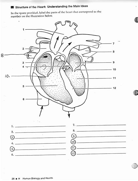 The Heart Diagram Worksheets