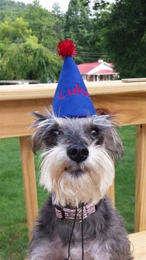 Pet Dog Birthday Party Hat - Etsy