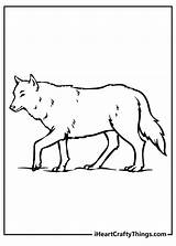 Wolves Pack Coloring Pages sketch template