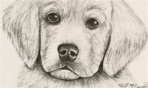 Draw a Dog: Golden Retriever Puppy Sketch | Small Online Class for Ages 10-15