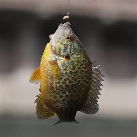 List of Sunfish Species 2023 [ID + Pictures] - Pond Informer