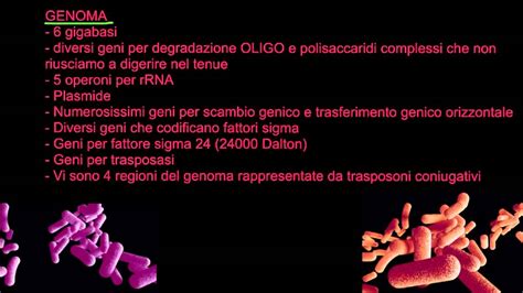 CORSO DI MICROBIOLOGIA ALIMENTARE - LEZIONE 9 - Bacteroides thetaiotaomicron - YouTube