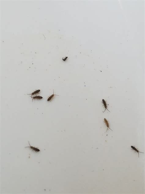 Springtails – Pathfinder Pest Solutions, Inc.