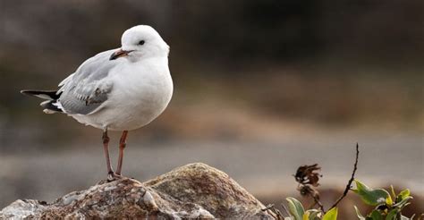 Vile Seagull Dragging Incident Under Investigation