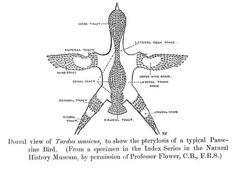 Sluggin' Along: The Vault: Passerine Birds - Blue Jay