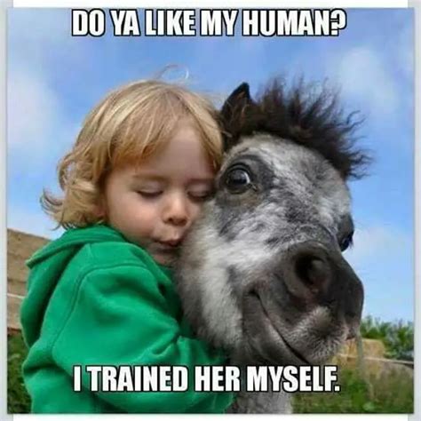 25 Funny Horse Memes That'll Keep You Smiling Through The Rest of This Summer - The Paws