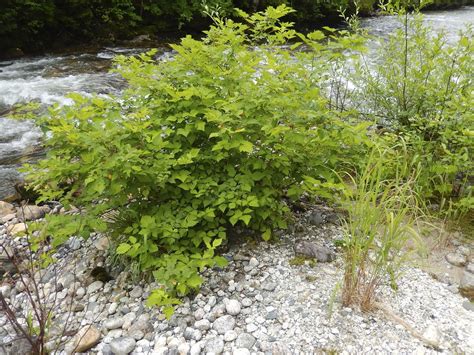 Powell River Books Blog: Coastal BC Plants: Salmonberry