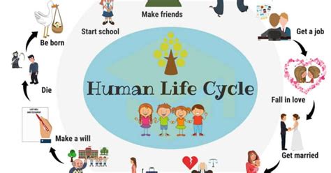 Human Life Cycle: Useful Stages of Life with Pictures • 7ESL