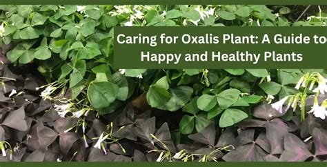 Caring for Oxalis Plant: A Guide to Happy and Healthy Plants - leafbud.org