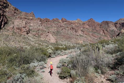 favorite itinerary: visiting organ pipe cactus national monument — go ...