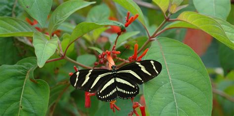 Lisa D. Anness South Florida Butterfly Garden - Fairchild Tropical ...