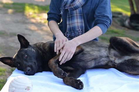 Canine Massage Therapy Helps Arthritis Prevention | Australian Dog Lover