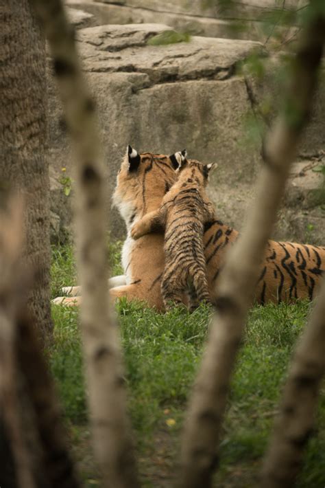 Tiger cubs to make public debut at Columbus Zoo