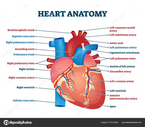 Heart Anatomy Vector Labeled Organ Structure Educational Scheme Stock ...