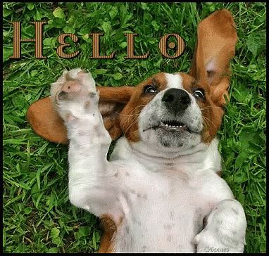 Hello Waving GIF - Hello Waving Basset - Discover & Share GIFs