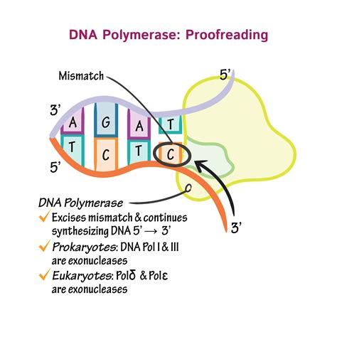 Where Does Rna Polymerase Bind In A Gene