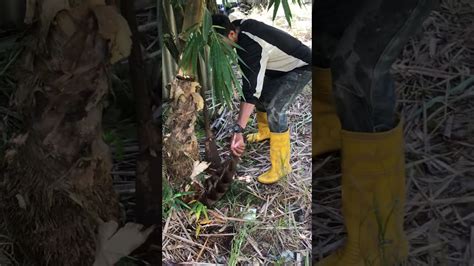 Harvesting a Bamboo shoot - YouTube