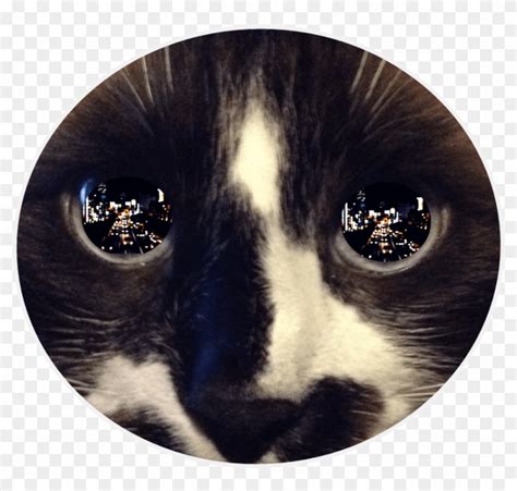 Free Png Download Reflection In Cat's Eye Png Images - Cat Eyes Reflection, Transparent Png ...